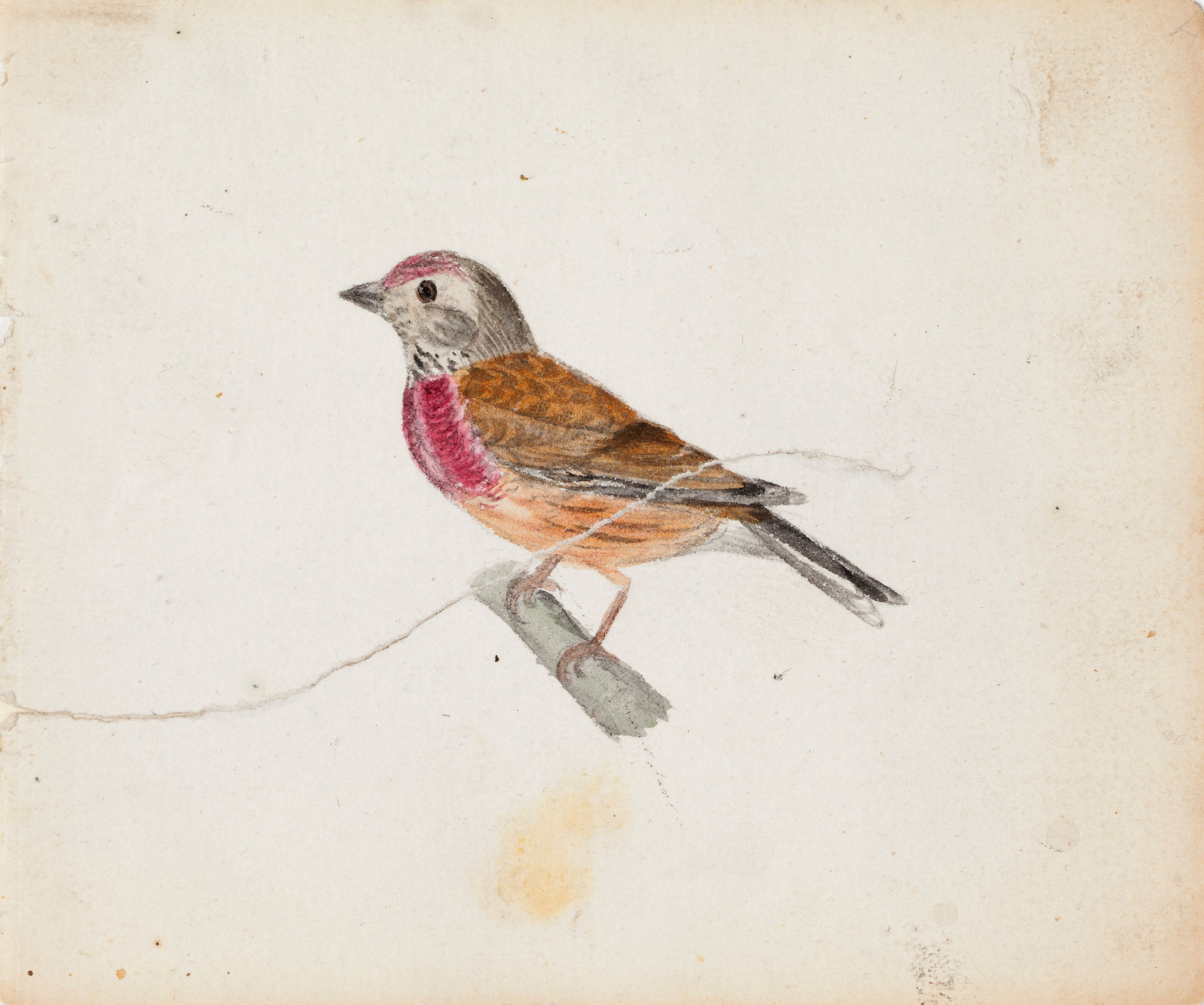 Ferdinand von Wright, European Robin (?)