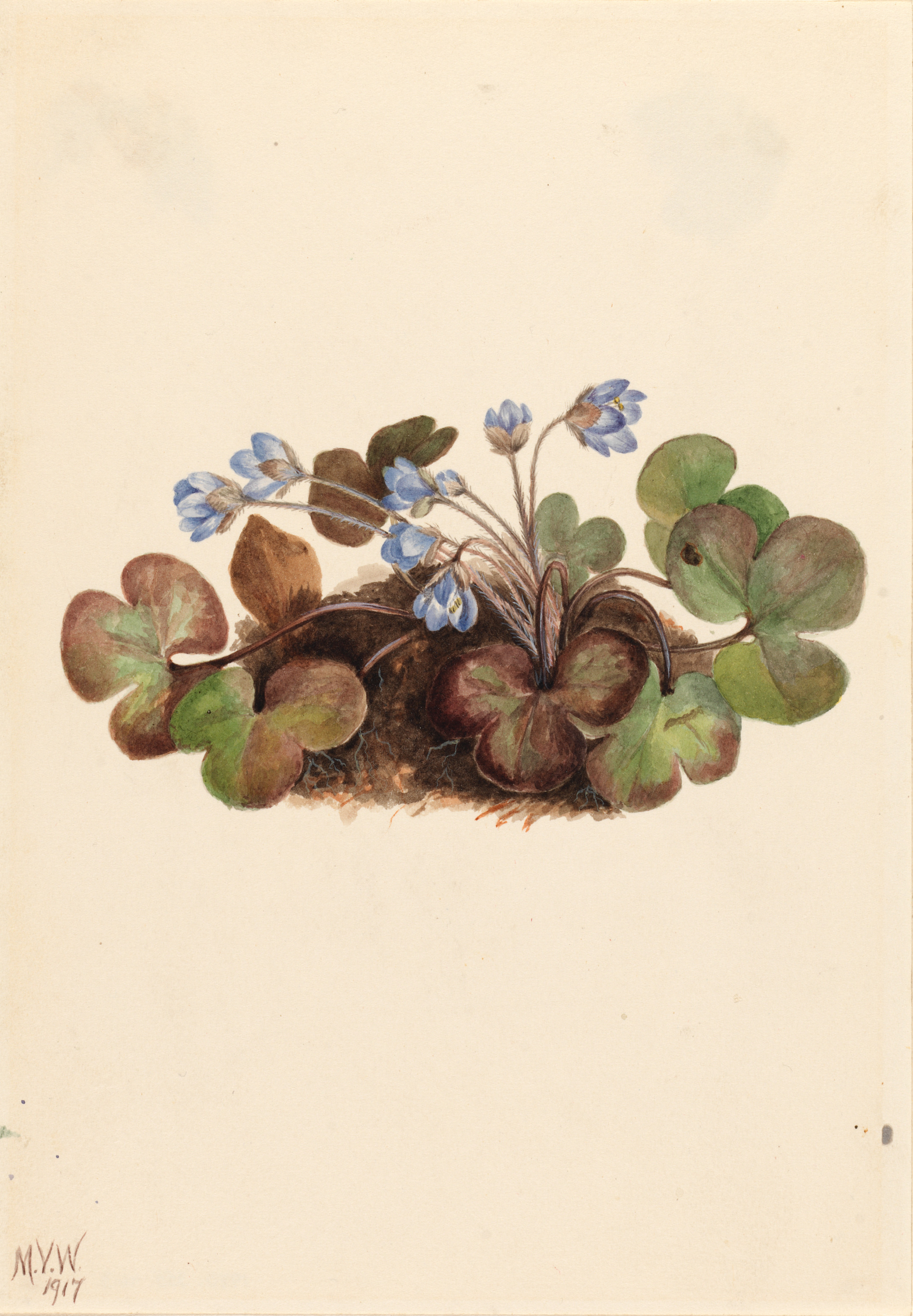 Mary Vaux Walcott, Hepatica (Hepatica americana)