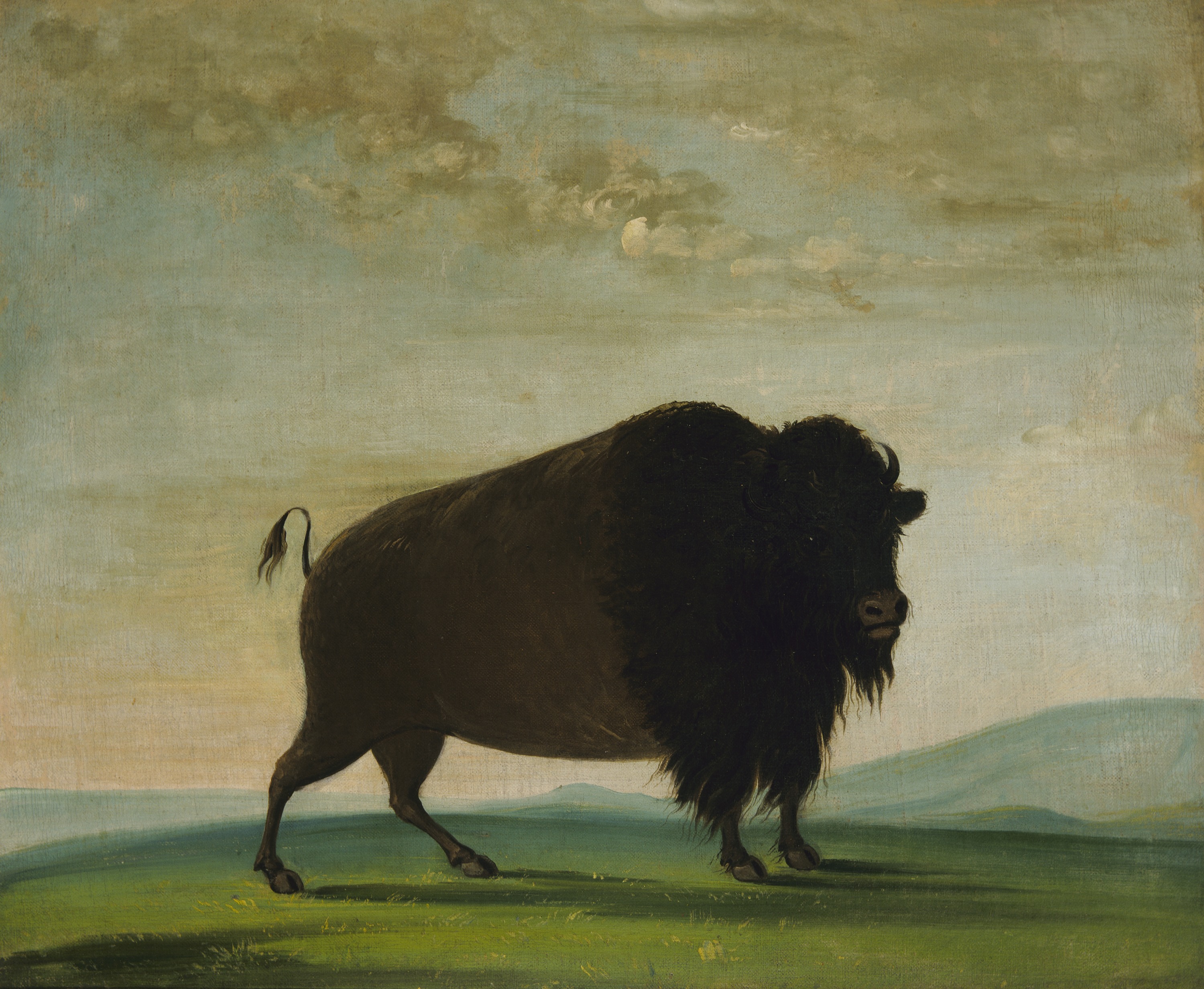 George Catlin, Buffalo Cow, Grazing on the Prairie