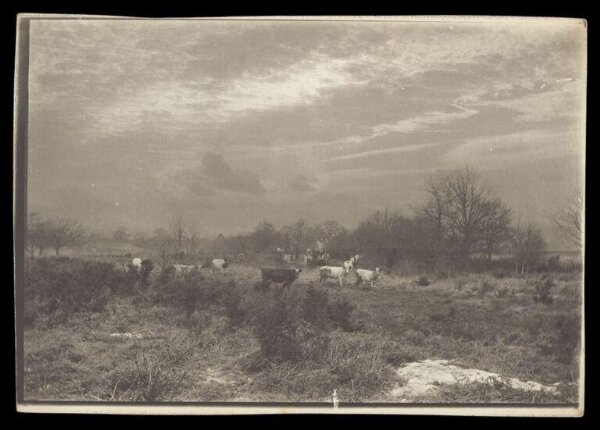 Gale, Lt. Col. Joseph, Grazing Cows
