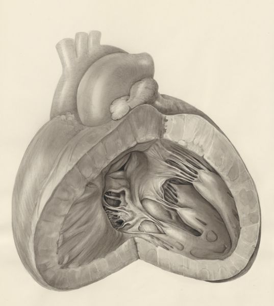 H.G Wetselaar, Heart