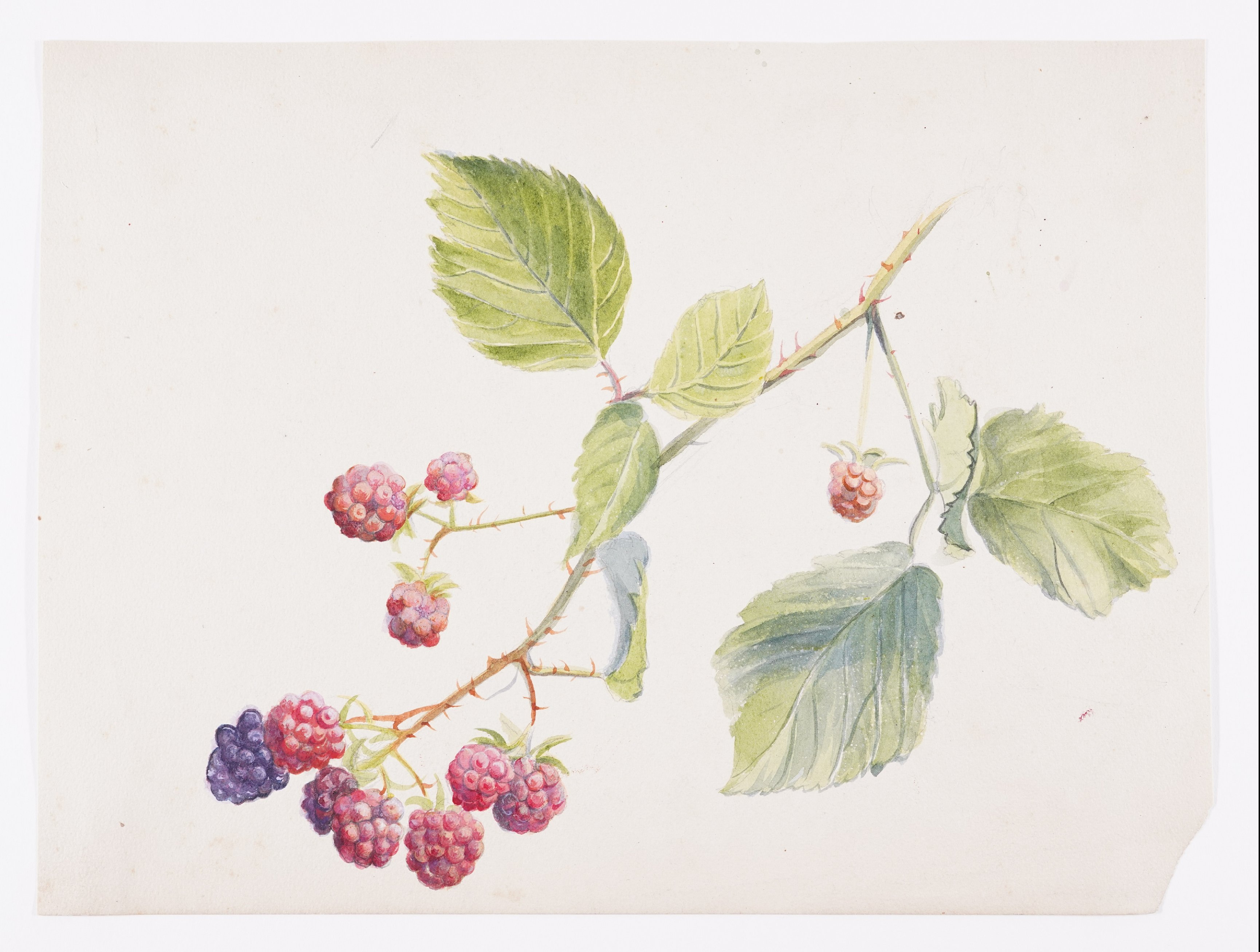 Alwine Schroedter, Himbeerzweig