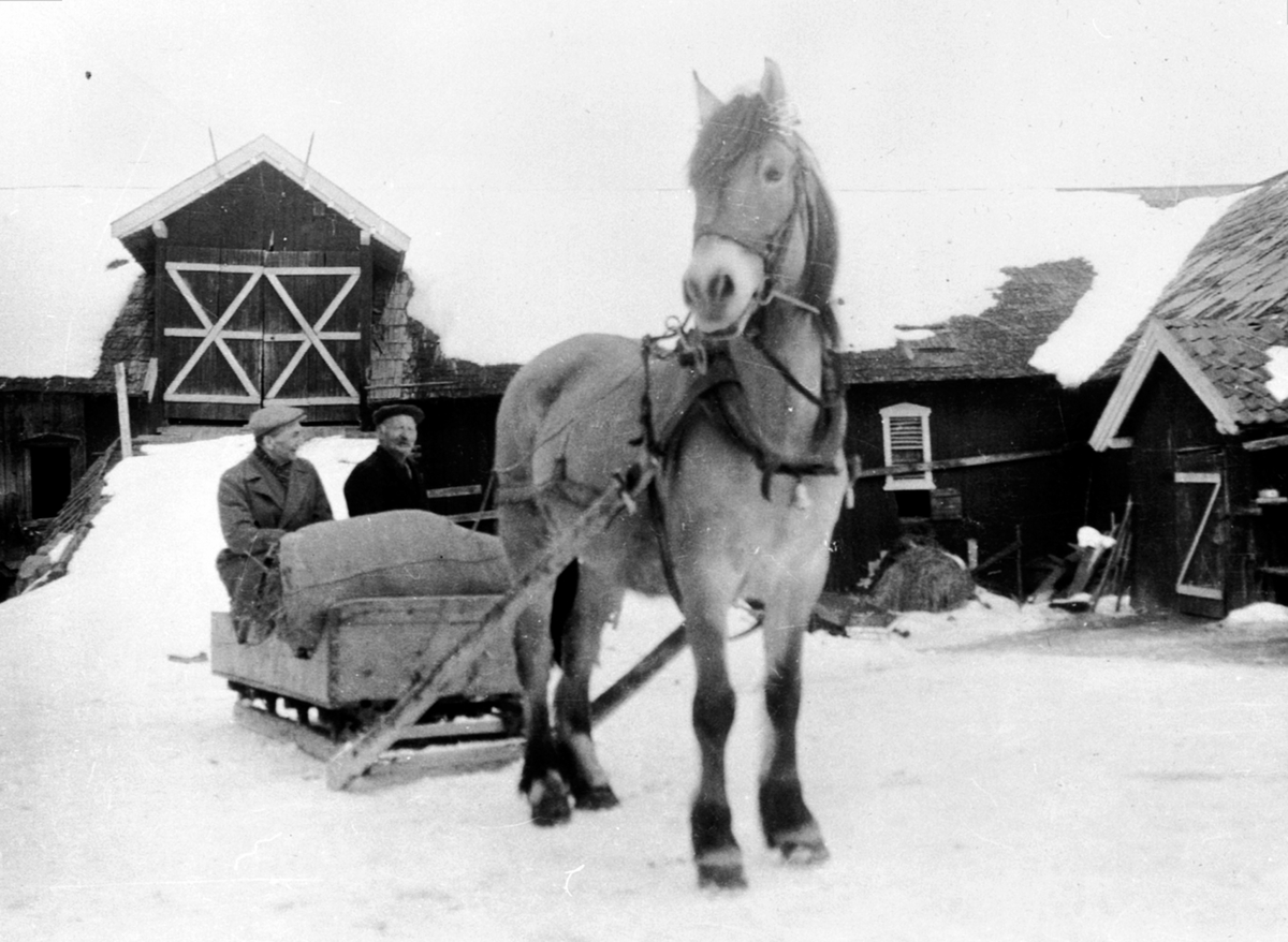 Anno Domkirkeodden, To menn kjører hest med sluffe foran låven i Breistu, Nes, Hedmark.