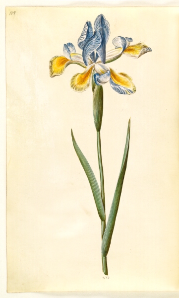 Hans Simon Holtzbecker, Iris xiphium (spansk iris)