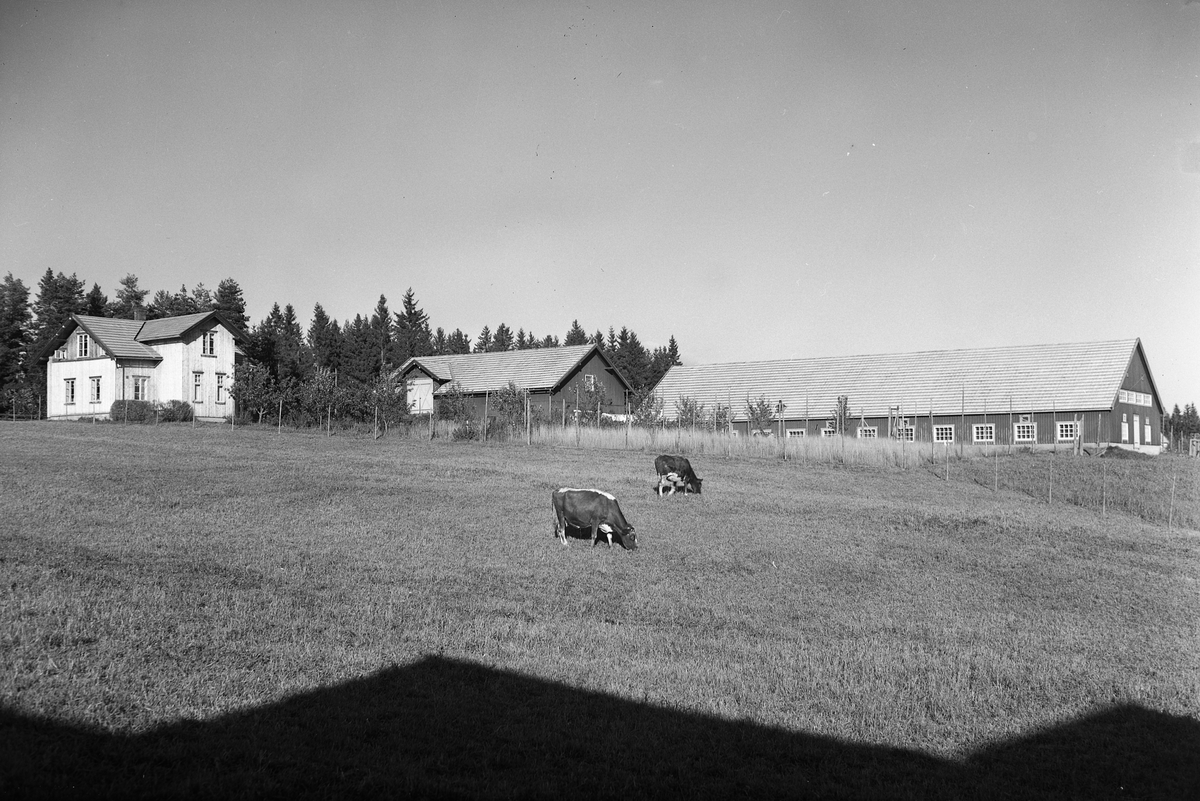 Anno Domkirkeodden, EKSTR: GARDSTUN, SVEBERG, LØTEN. Se Løtenboka, bind 1. Bygdeboka fra 1949, side 166