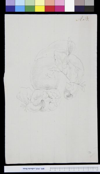A Bonn, Intestines
