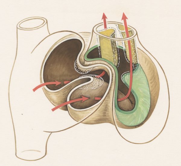 J Wetselaar-Whittaker, Circulation through human tissue