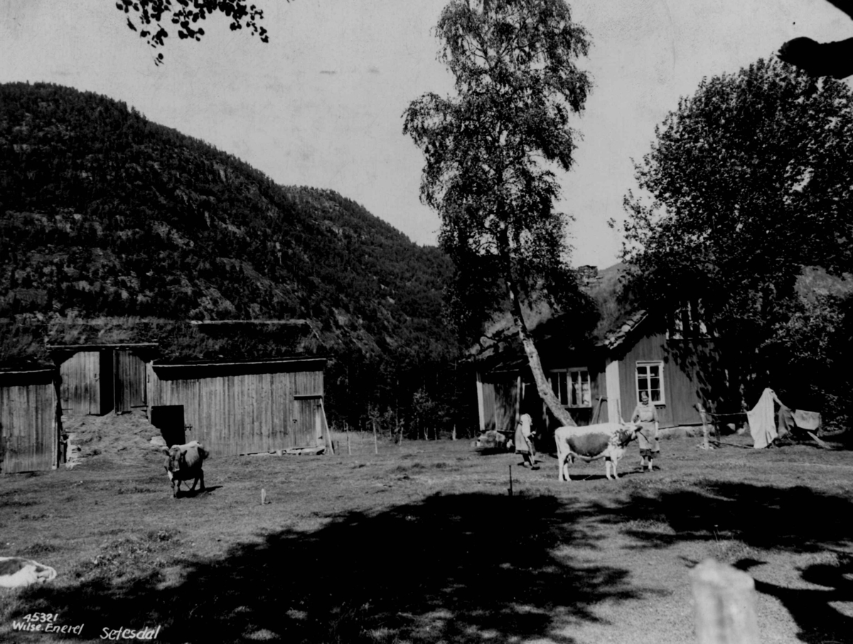 Anders Beer Wilse, Setesdal med bebyggelse og husdyrhold i 1937.