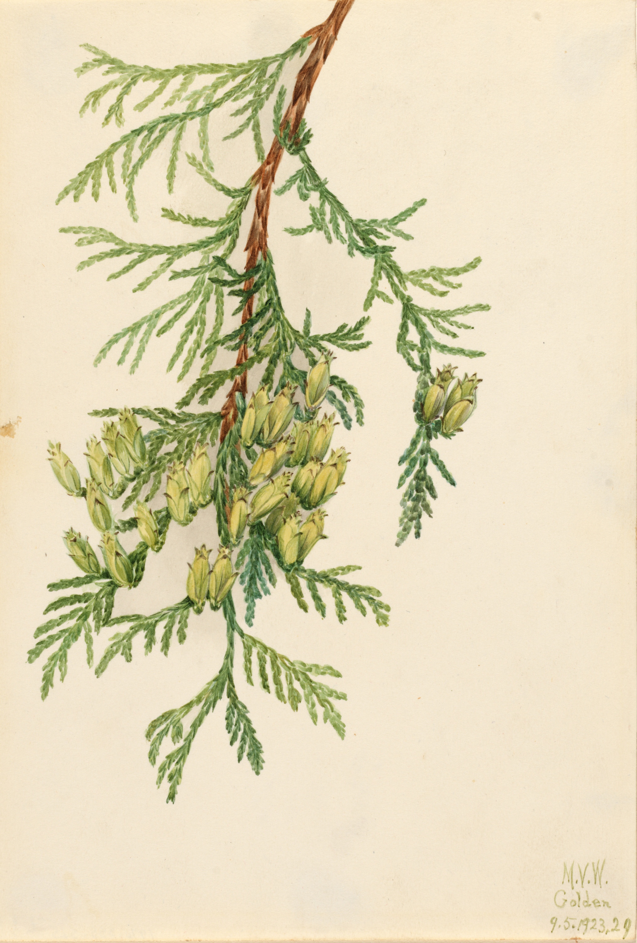 Mary Vaux Walcott, Giant Arborvitae (Thuja plicata)