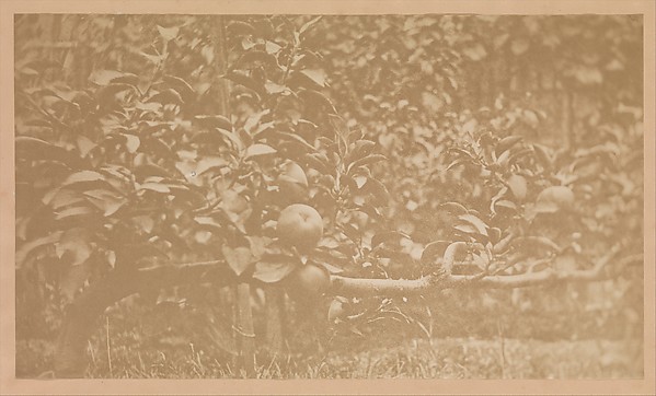 Unknown, [Apple Tree Branch]