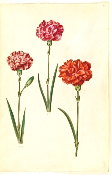 Hans Simon Holtzbecker, Dianthus caryophyllus (have-nellike)