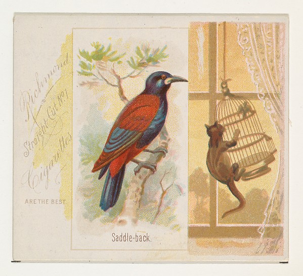 Allen & Ginter, Saddle-back, from the Song Birds of the World series (N42) for Allen & Ginter Cigarettes