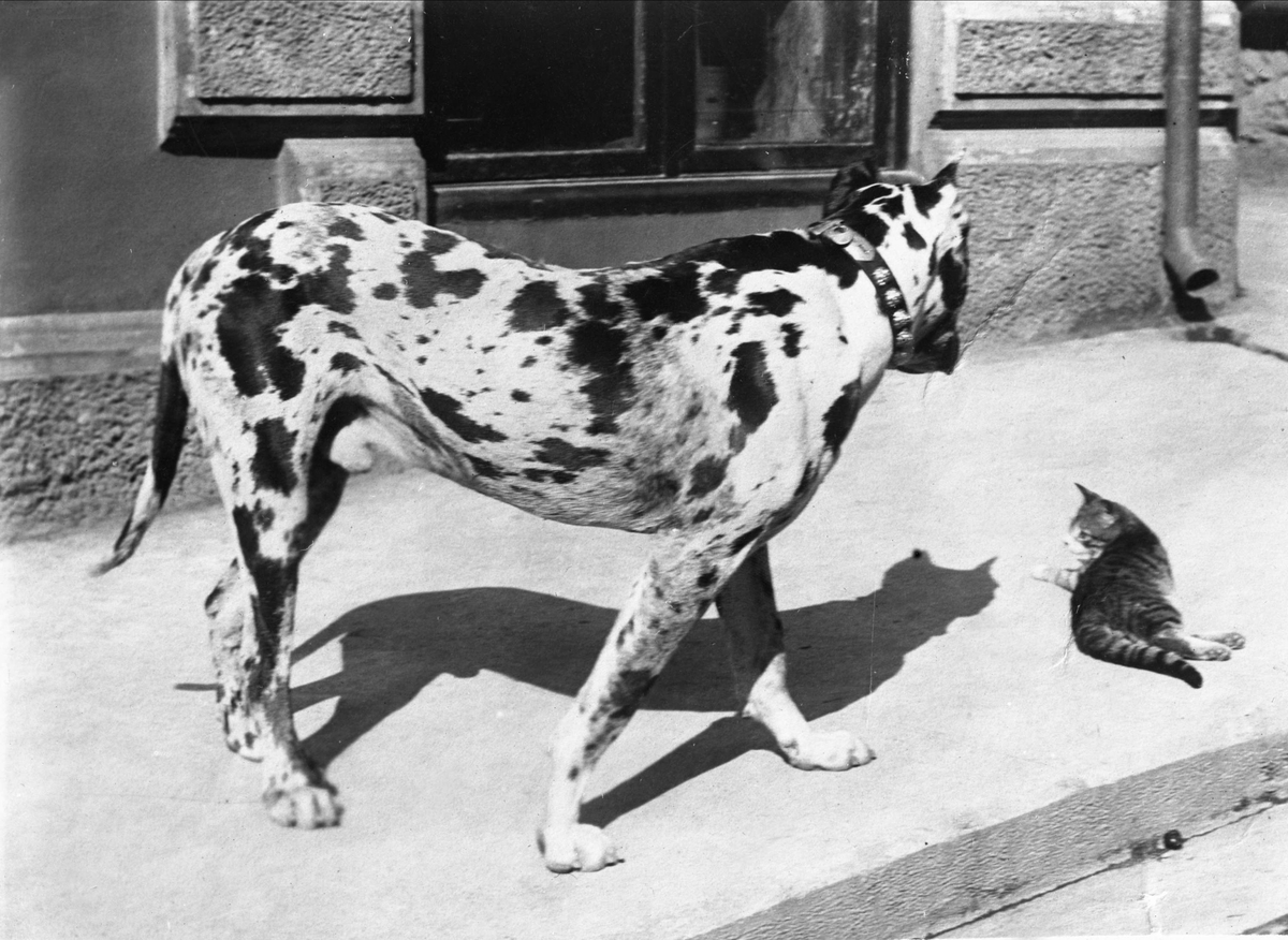 Gustav Borgen, Portrett, stor hund og liten katt på fortau. Friis' hund.