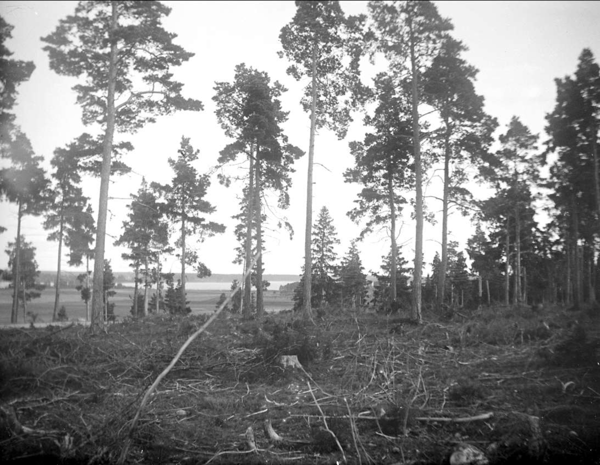 August Fredrik Schagerström, Talls near Lake Lång, Björklinge parish, Uppland September 1922