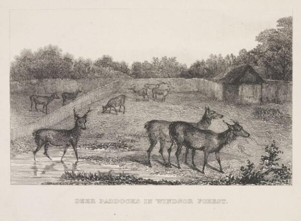 Unknown, Deer Paddocks In Windsor Forest