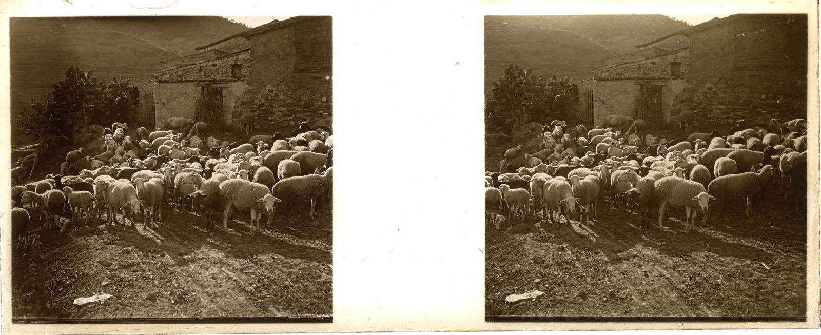Desconegut, [Livestock of lambs]