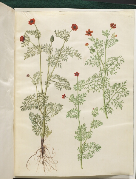 Hans Simon Holtzbecker, Adonis annua (høst-adonis); Adonis aestivalis (sommer-adonis)