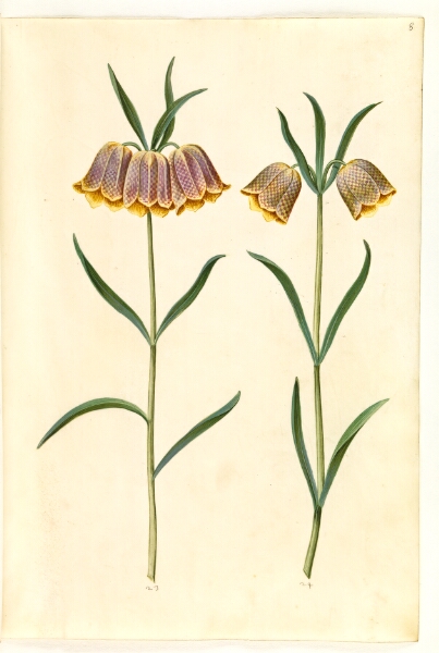 Hans Simon Holtzbecker, Fritillaria meleagris (almindelig vibeæg)