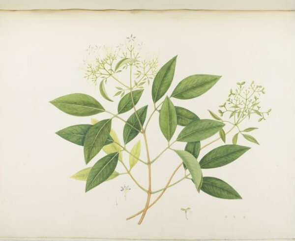 unknown, Flowers and Fruits