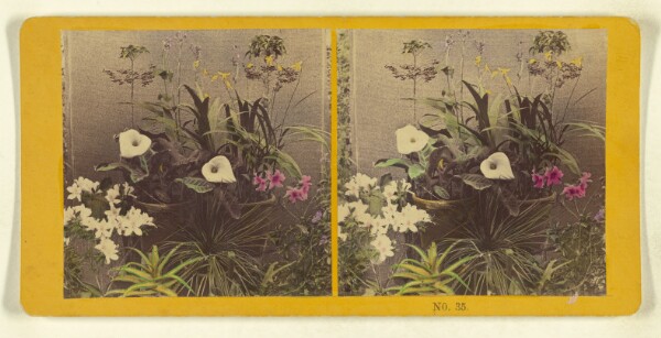 Benjamin West Kilburn, [Potted flowers]