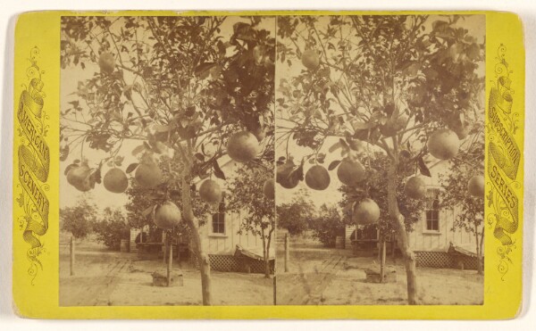 Unknown, Grape Fruit. Sanford, Fla.