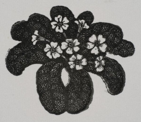Hilary Paynter, Primroses