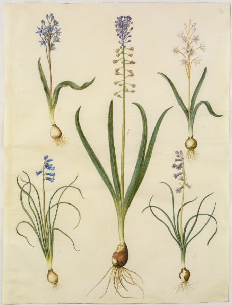 Hans Simon Holtzbecker, Scilla bifolia (tobladet skilla); Muscari comosum (duskhyacint); Brimeura amethystina (pyrenæisk hyacint)