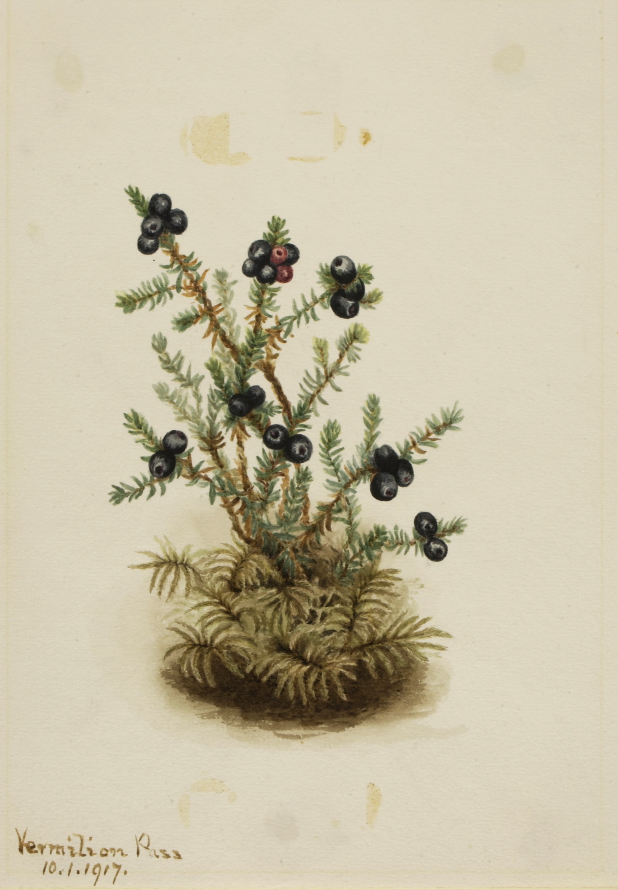 Mary Vaux Walcott, Crowberry (Empetrum nigrum)