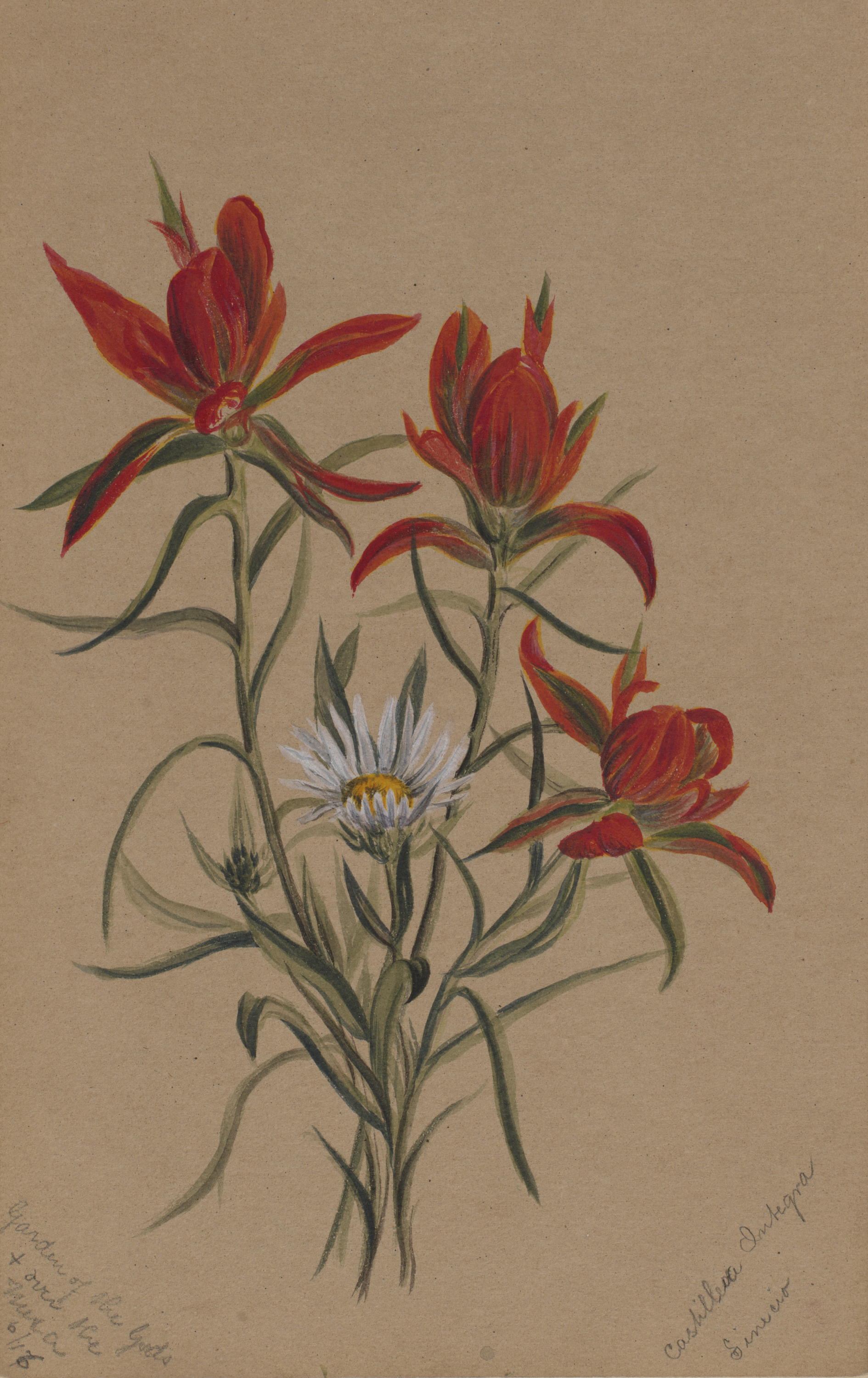 Mary Vaux Walcott, Indian Paintbrush (Castilleja rhexifolia)