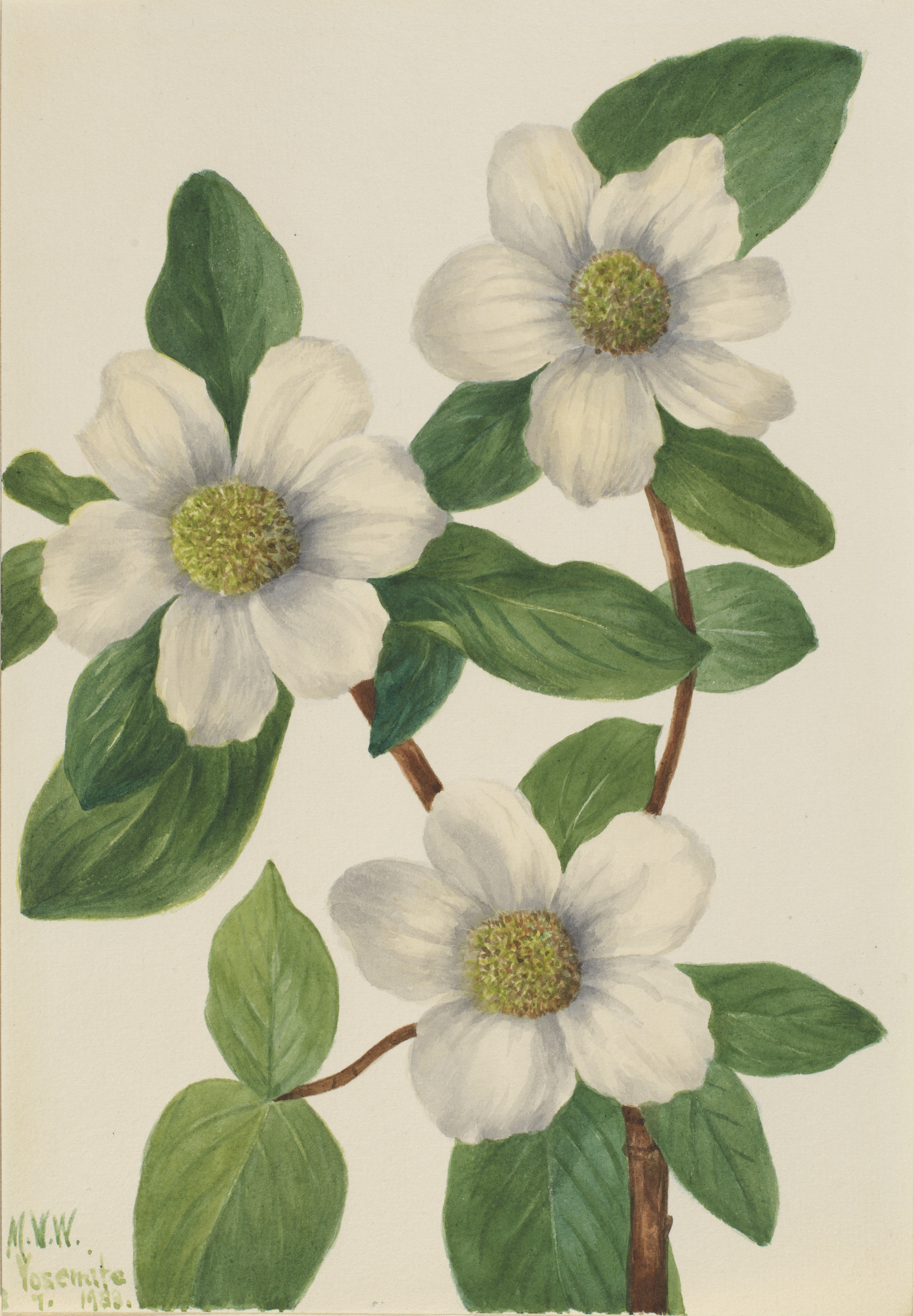 Mary Vaux Walcott, Pacific Dogwood (Cornus nuttallii)