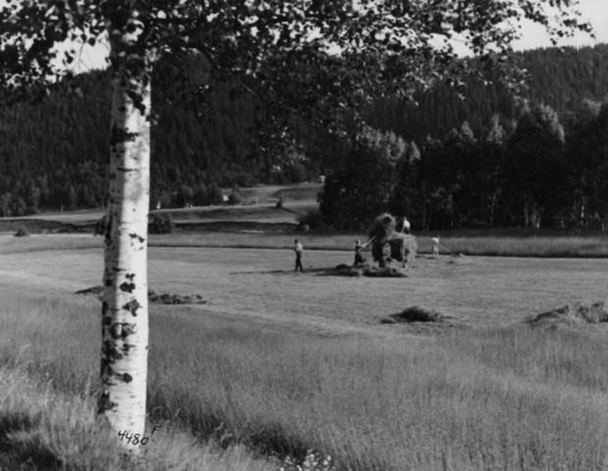 Anders Beer Wilse, -8045