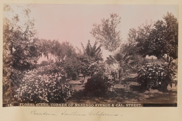 Unknown, Floral Scene, Corner of Marengo Avenue & Cal. Street.