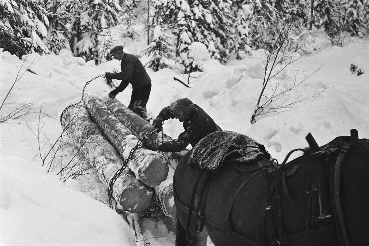 Anders Beer Wilse, Prot: Tömmerkjöring