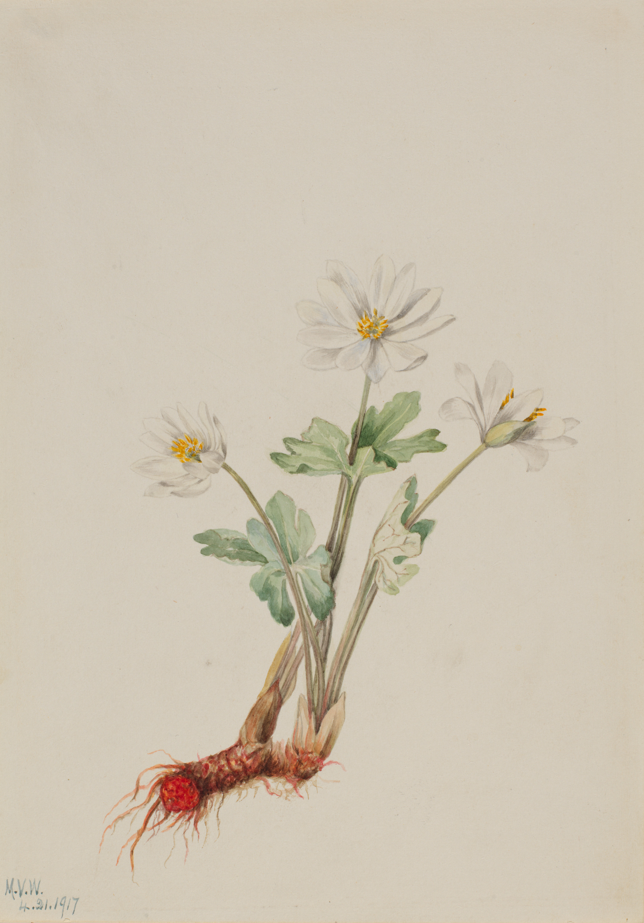 Mary Vaux Walcott, Bloodroot (Sanguinaria canadensis)
