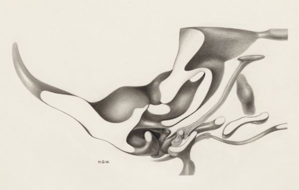 H.G Wetselaar, Hearing organ of an embryo