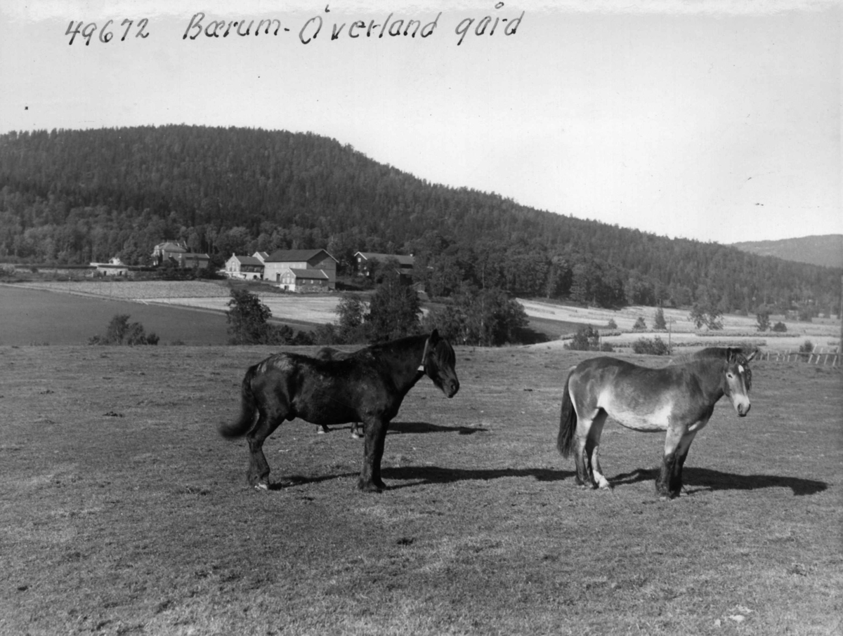 Anders Beer Wilse, Overland gård, husdyrhold, hest.
