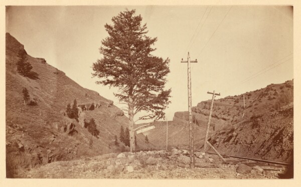 Carleton Watkins, [1000 Mile Tree, U.P.R.R., Webber (sic) Canyon, Utah]