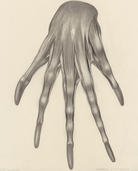 H.G Wetselaar, Muscular tissue of a lizards left claw