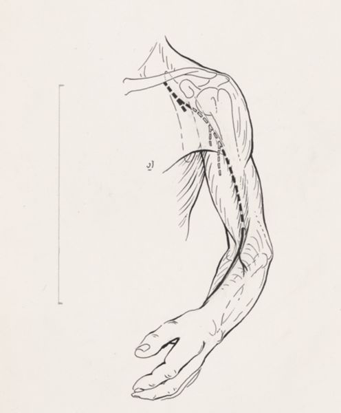 J Tinkelenberg, Circulatory system of the upper arm and shoulder