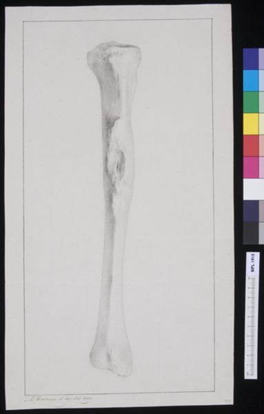 M Houtman, Tibia