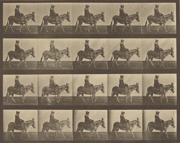 Eadweard J. Muybridge, Animal Locomotion