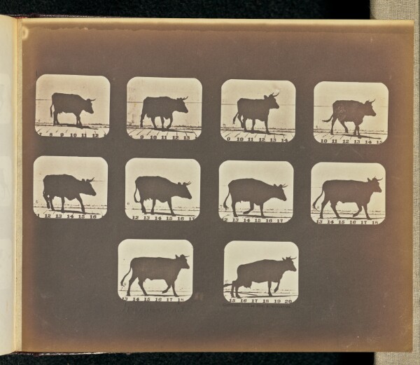 Eadweard J. Muybridge, Irregular Gait