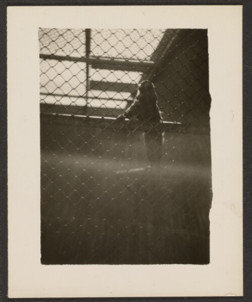 Louis Fleckenstein, [Monkey in Cage]