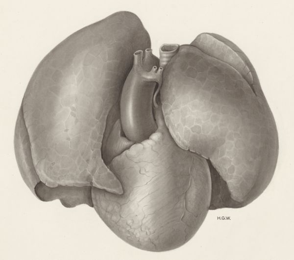 H.G Wetselaar, Heart and adjacent organs