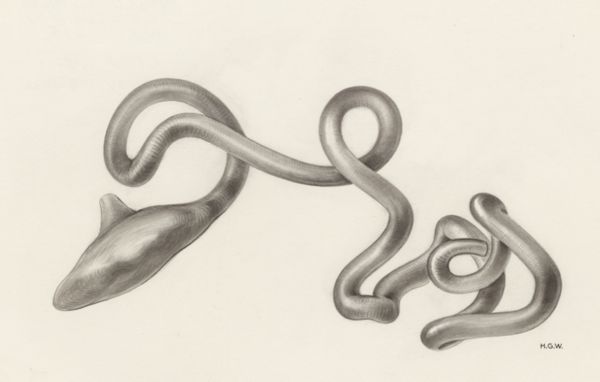 H.G Wetselaar, Digestive system