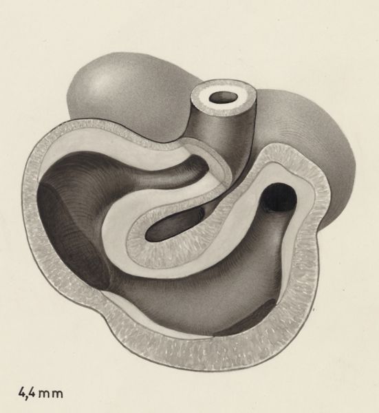 J Tinkelenberg, Part of the heart and circulatory system of an embryo