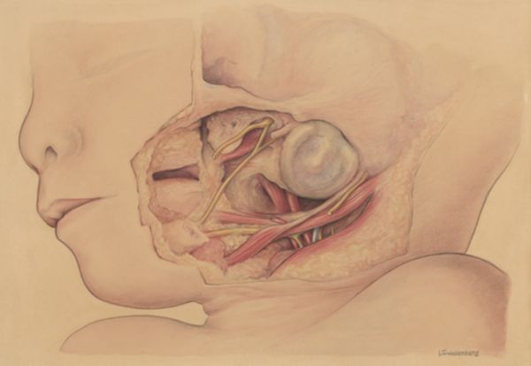 J Tinkelenberg, Vascular system of an infants head