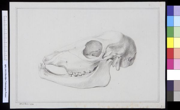 Poster, H.J, (active, Animals: unidentified animal, skull