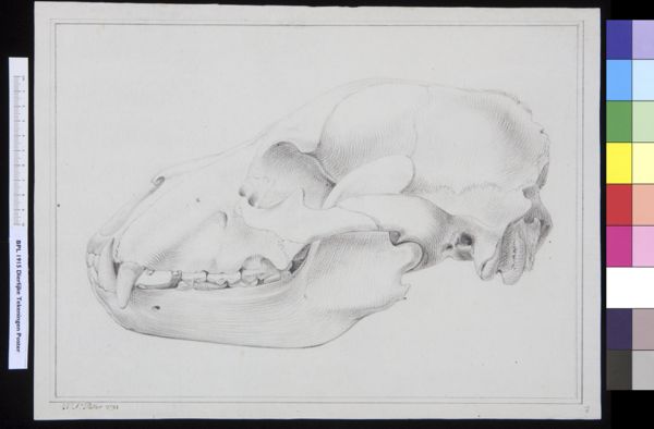 Poster, H.J, (active, Animals: unidentified animal, skull