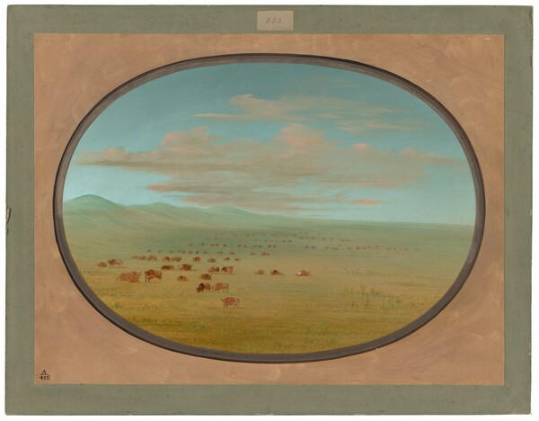 George Catlin, Wild Cattle Grazing on the Pampa del Sacramento